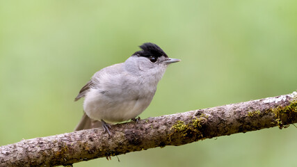 bird, natur, wild lebende tiere, tier, ast, wild, baum, bird, green, weiß, schnabel, aviär, singvogel, 