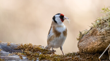 bird, natur, wild lebende tiere, tier, spatz, wild, schnabel, 