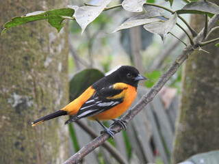 Northern Baltimore Oriole 3