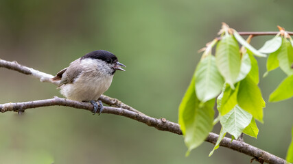 bird, natur, wild lebende tiere, ast, tier, wild, baum, blau, gering, kohlmeise, schnabel,