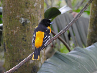Northern Baltimore Oriole 2