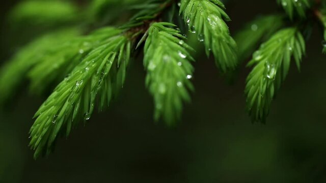 Fresh, young, green spruce branches close-up with drops after rain. Macro photo with shallow depth of field and selective focus