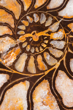 An extinct marine invertebrate Morocco. Existed during the Cretaceous period. During fossilization the shell was replaced by an iron compound.