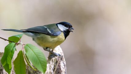 bird, natur, wild lebende tiere, tier, ast, kohlmeise, blau, grossartig, gelb