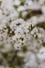 Blooming apple tree in the garden on a spring day with blurred background.