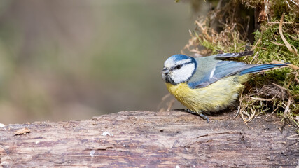 bird, natur, wild lebende tiere, blau, tier, ast, blaumeise, wild, baum, kohlmeise, wald, meise, 