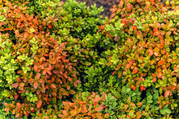 multicolored small leaves background