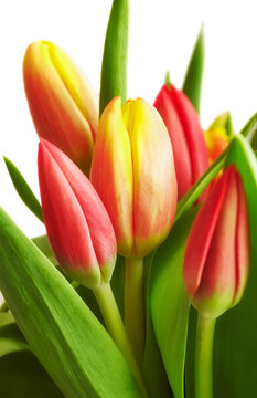 Close up picture of a bunch of tulips with leaves on white, selective focus.
