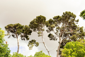 tall mediterranean pine trees in the cloudy sky. pinus halepensis