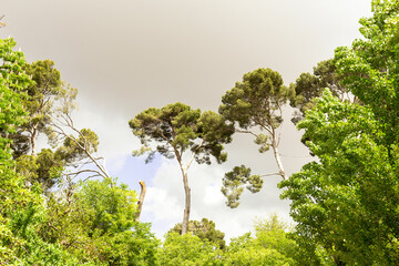 green landscape with tall mediterranean pine trees . pinus halepensis