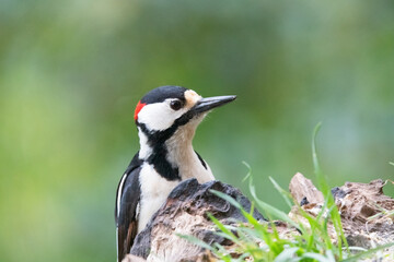 Great spotted woodpecker (Dendrocopos major).