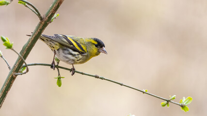bird, natur, wild lebende tiere, ast, gelb, tier, wild, baum, frühling,