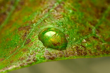 Water drops on fresh green lush leaf growing plant