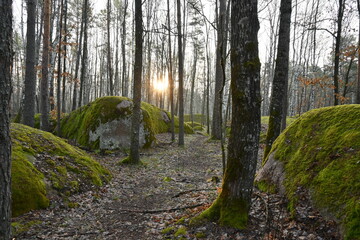Ancient stones in the forest
- 433687091