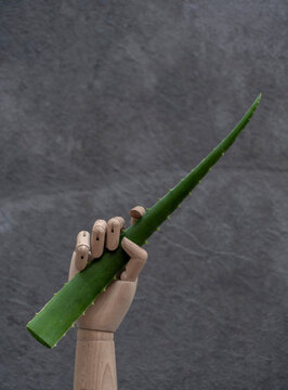 Wooden hand with green segment of aloe vera on gray background in studio