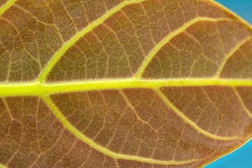 Macro shots, Beautiful nature scene. Closeup beautiful  Frame fresh leaf  background.
