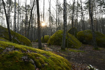 Ancient stones in the forest
- 433687256