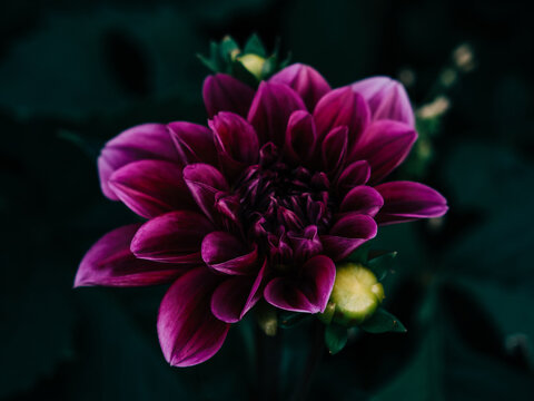 closeup of a violet dahlia