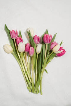 Top view of fresh pink and white tulip flowers arranged on white background in studio