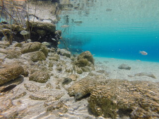 Estromatolitos con peces