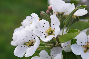 delicate white pear flowers among green leaves
