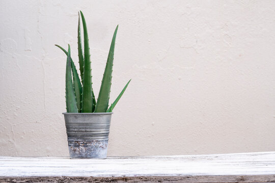 Green aloe vera leaves placed in jar on table on white background