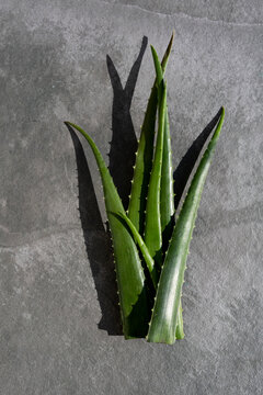 Top view of bunch of green aloe vera leaves placed on gray background in studio
