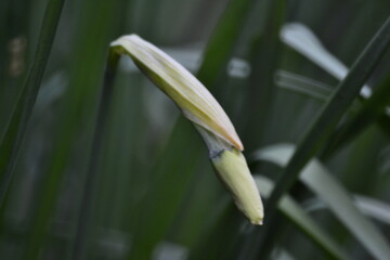 после затяжной весны жизнь продолжается цветением нарцисса