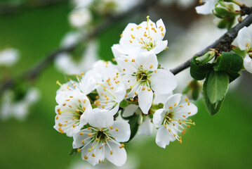 delicate white plum flowers among green leaves