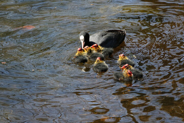 Water birds Meerkoet  in springtime in the Netherlands