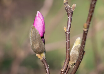 Pink magnolia tree bud on a branch against blurry green background