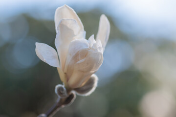 Closeup of white magnolia tree flower blossom against blurry grey background with beautiful bokeh