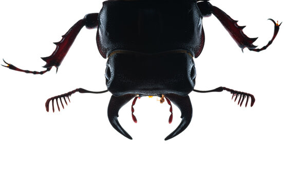 Pseudolucanus barbarossa Lucanus barbarossa backlit on white background