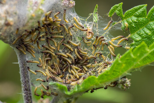 Communal web of larvae of the family Yponomeutidae on a green leaf