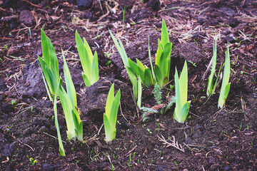 Sprouted tulip bulbs in early spring.