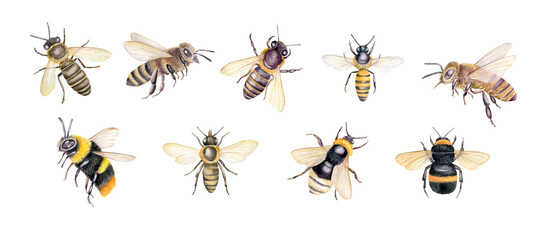 Set of watercolor bees, bumblebees. Hand drawn botanical illustration isolated on white background. - obrazy, fototapety, plakaty