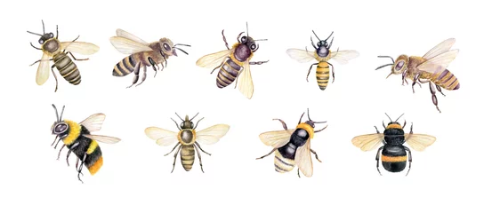 Fotobehang Set of watercolor bees, bumblebees. Hand drawn botanical illustration isolated on white background. © Svetlana