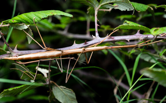 Copulation of couple stick insects Bacillus rossius in thorn bush overnight