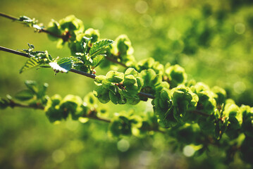 Blooming elm branches. A sunny spring day.