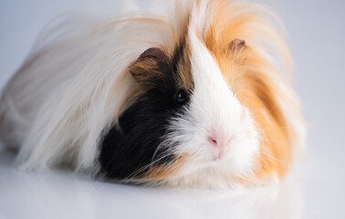 Tricolored fluffy guinea pig indoors