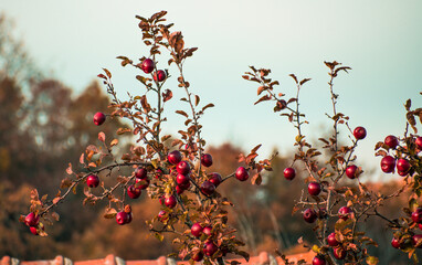 red flowers in the autumn