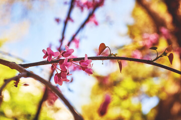 Flowering branches with pink flowers in the sunlight.