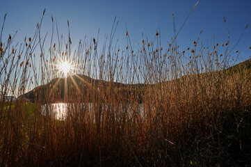 the sun shines through the dry pampas grass. lake view