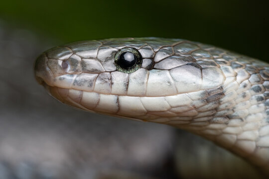 Close up Portrait Aesculapian snake Zamenis longissimus with parcial melanism in nature