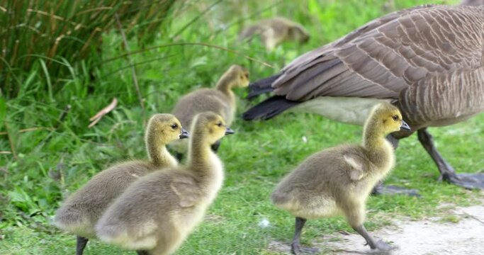 Family of canada goose. Blurred background. Wildlife care concept. Daytime. Still camera view. RroRes 422 HQ.