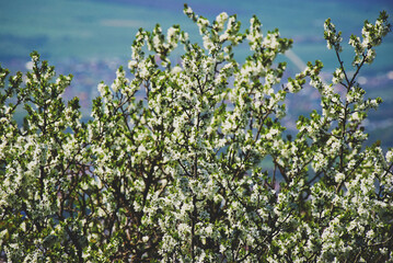 Beautiful flowering apple tree branches in spring. Sunny day.