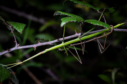 copulation of couple stick insects Bacillus rossius in thorn bush overnight