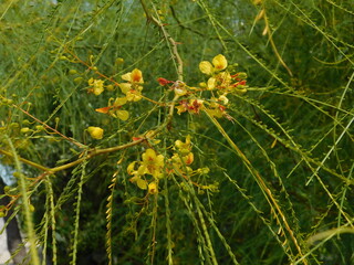 Palo verde or Jerusalem thorn or parkinsonia aculeata tree leaves, branches and yellow flowers in Glyfada, Greece