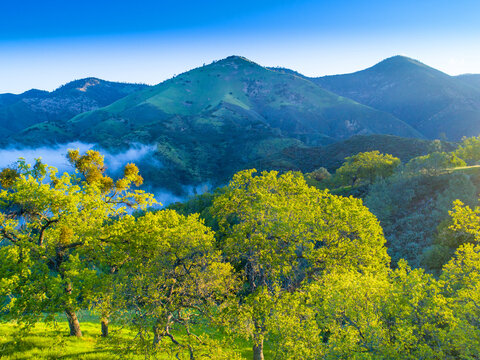 aerial view of blue oaks covering hillsides at sunrise, Figueroa Mountain  area above the Santa Ynez Valley, California