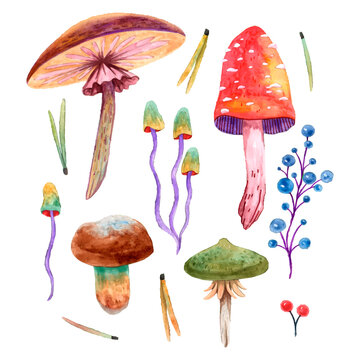 Illustration vector watercolor set of different poisonous mushrooms and berries. fly agaric, toadstools, false mushrooms, needles